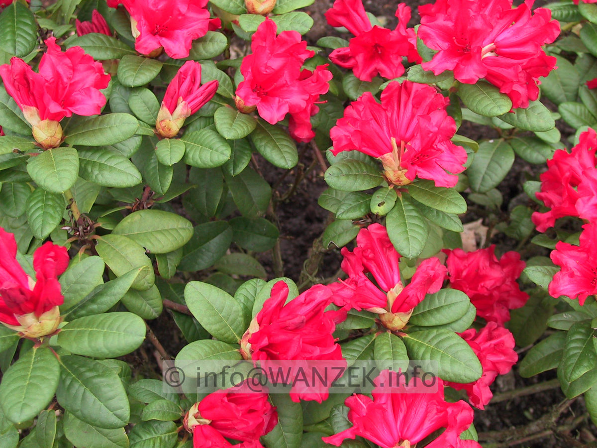 Rhododendron repens Scarlet Wonder 01.JPG